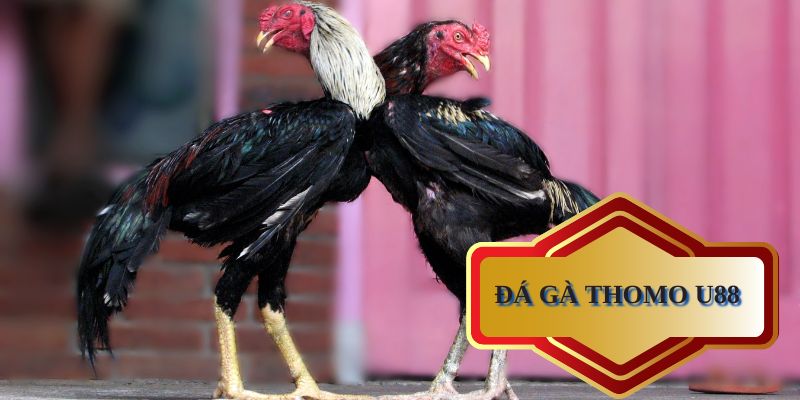 Tham gia đá gà thomo tại U88 - Cơ hội vàng cho dân cược