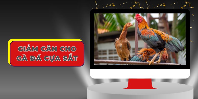 Những lưu ý khi thực hiện giảm cân cho gà đá từ U88