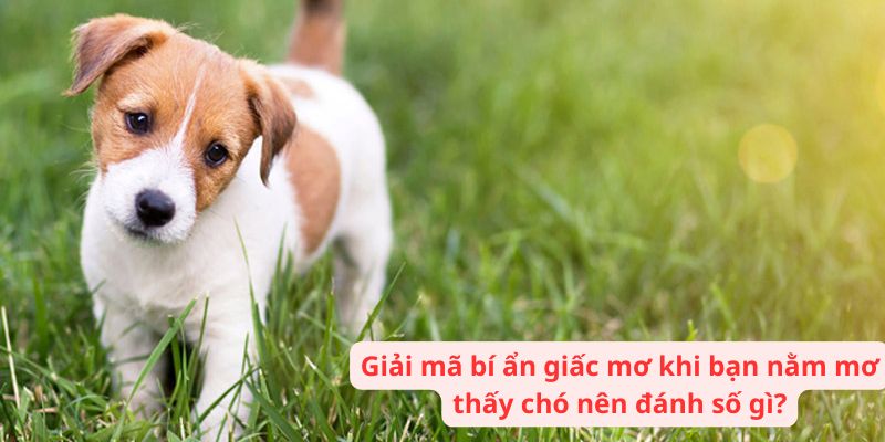 Giải mã giấc mơ khi bạn nằm mơ thấy chó nên đánh số gì?