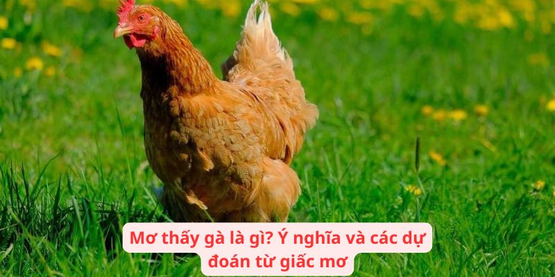 Mơ thấy gà là gì? Ý nghĩa và các dự đoán từ giấc mơ