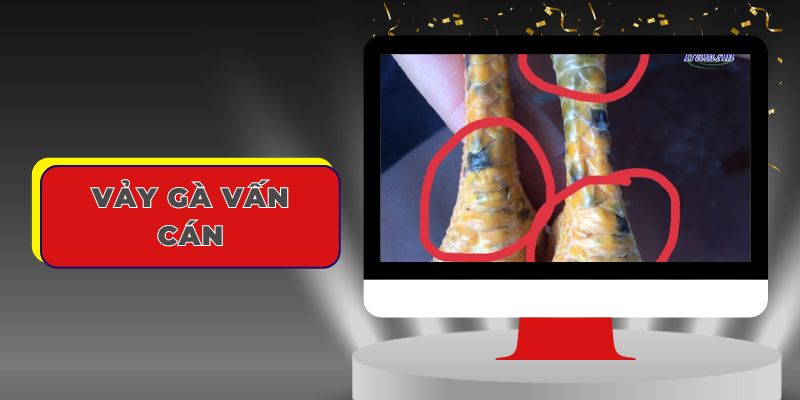 Vảy gà vấn cán có tốt hay xấu?